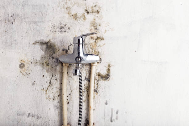 Best Mold Removal Company Near Me  in Dumfries, VA