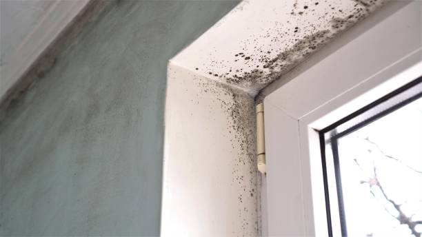 Best Same-Day Mold Removal  in Dumfries, VA