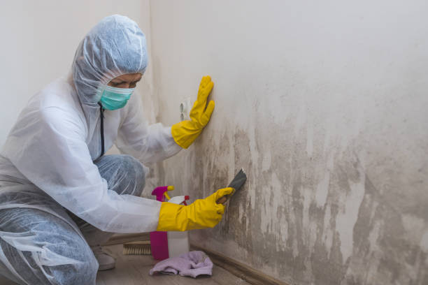 Best Residential Mold Removal  in Dumfries, VA