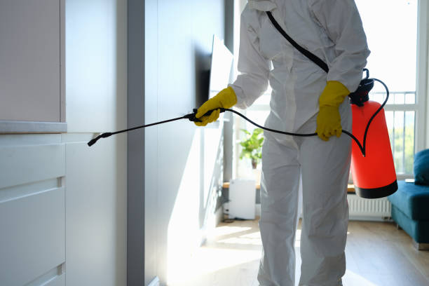 Best Mold Damage Repair  in Dumfries, VA