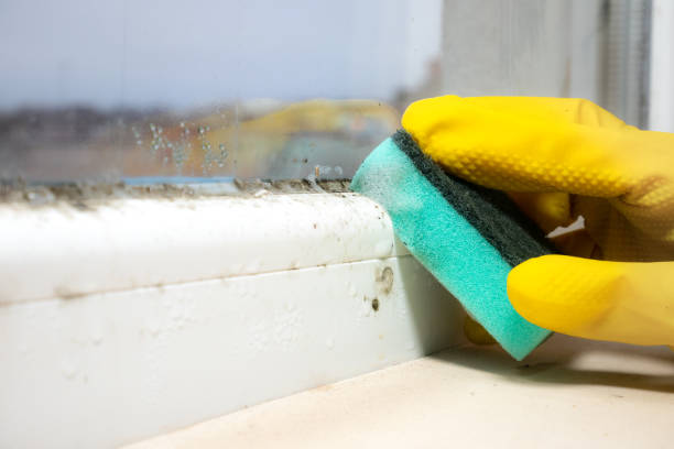 Best Office Mold Removal Services  in Dumfries, VA