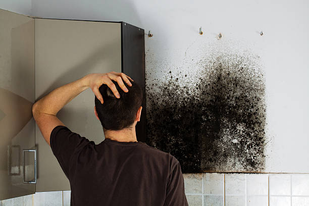Best Commercial Mold Removal  in Dumfries, VA