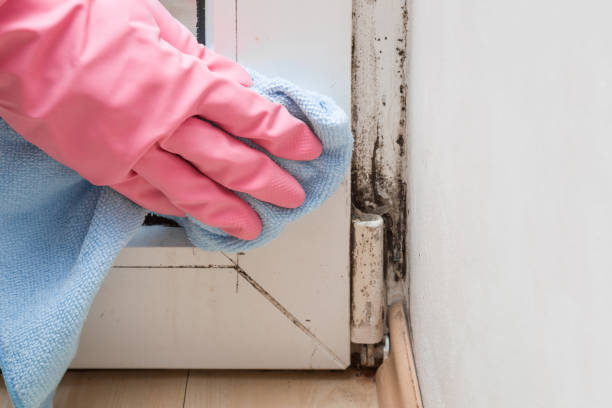 Dumfries, VA Mold Removal Company