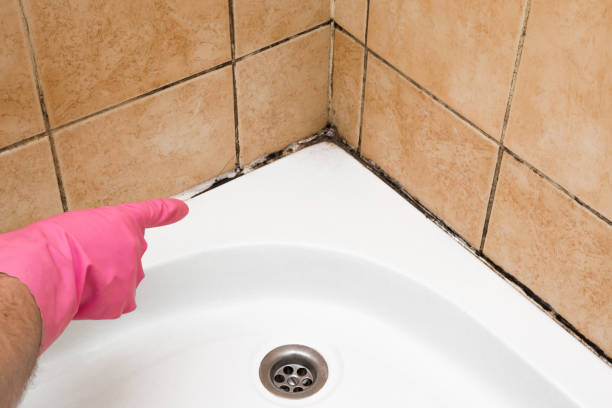 Best Mold Cleaning Services  in Dumfries, VA